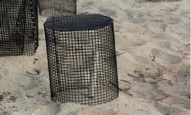 Turtle eggs buried deep into the sand, protected by iron cages